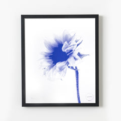 Fleur Helianthus—Indigo