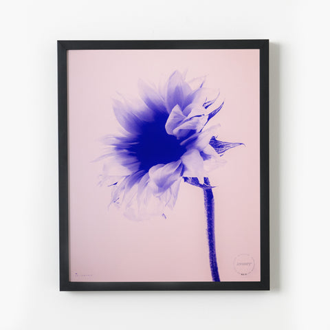 Fleur Helianthus—Indigo Pink
