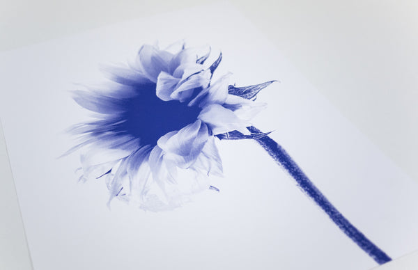Fleur Helianthus—Indigo
