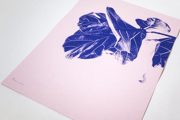 Fleur Ficus—Indigo Pink